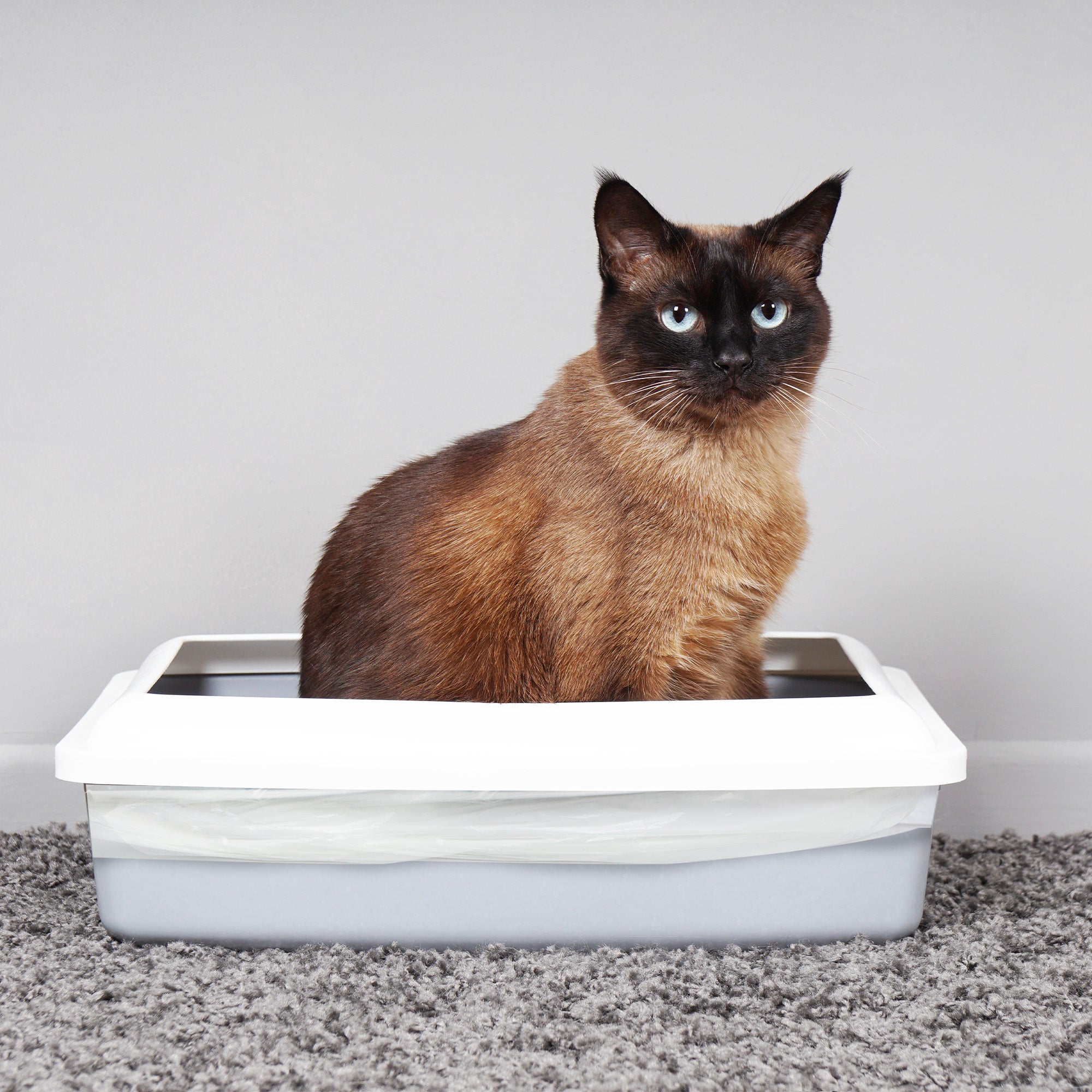 Ecobag - 10 Pack Cat Litter Tray Liners - 30L - 27 Microns - Heavy Duty Cat Litter Bags, Recycled Litter Liners, Durable Tray Liners, Eco-Friendly & Easy to Dispose (960 x 460 mm)